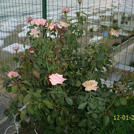 Barex Family Sozopol